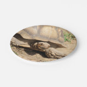 Ala aldabra pappteller (Schrägansicht)