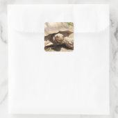 Ala Aldabra Quadratischer Aufkleber (Tasche)