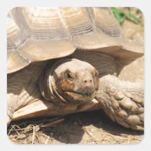 Ala Aldabra Quadratischer Aufkleber