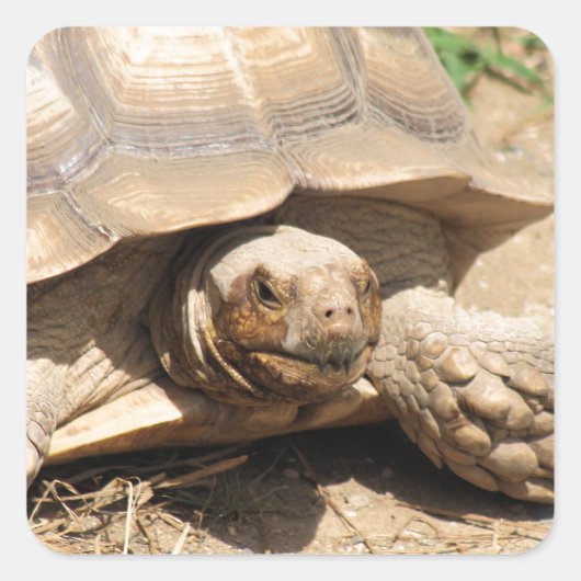 Ala Aldabra Quadratischer Aufkleber (Vorderseite)