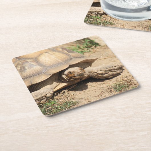 Ala Aldabra Rechteckiger Pappuntersetzer (angewinkelt)