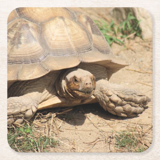 Ala Aldabra Rechteckiger Pappuntersetzer (Vorderseite)