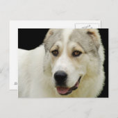 Alabai-Hund Postkarte (Vorne/Hinten)