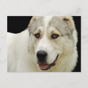 Alabai-Hund Postkarte