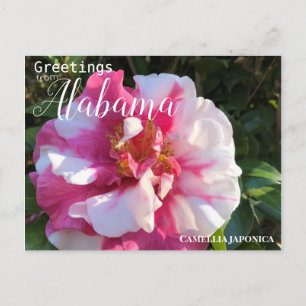 Alabama Camellia Blume Postkarte