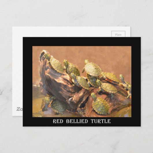 Alabama Red Bellied Turtle 2 (Alabama) Postkarte (Vorne/Hinten)