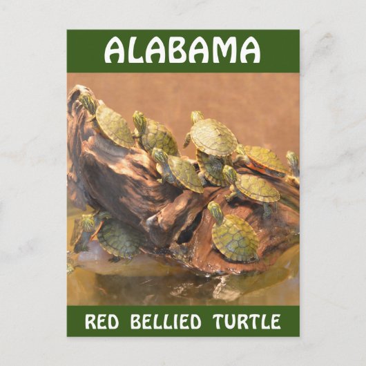 Alabama Red Bellied Turtle 2 (Alabama) Postkarte (Vorderseite)