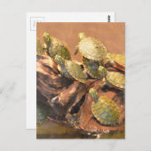 Alabama Red Bellied Turtle 2 (Alabama) Postkarte (Vorne/Hinten)