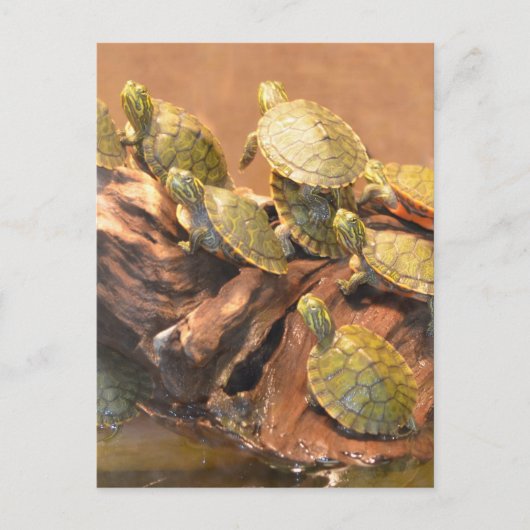 Alabama Red Bellied Turtle 2 (Alabama) Postkarte (Vorderseite)
