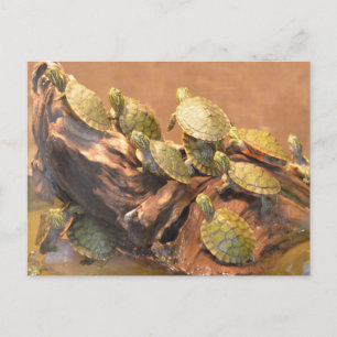 Alabama Red Bellied Turtle 2 (Alabama) Postkarte