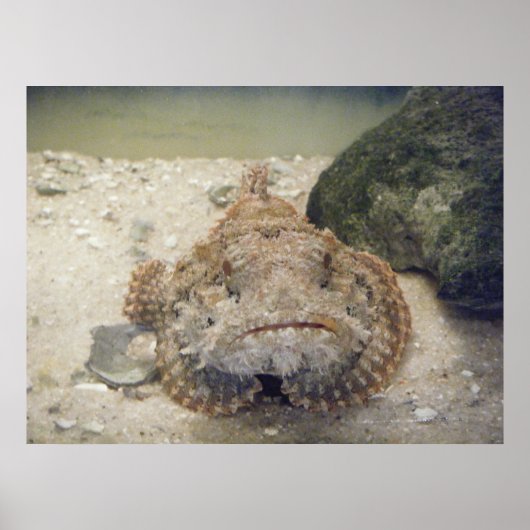Alabama Sea Life #2 Poster (Vorne)