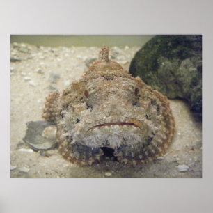 Alabama Sea Life #3 Canvas Print Poster