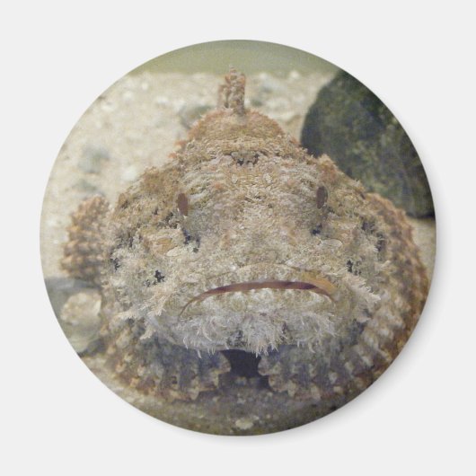 Alabama Sea Life #3 Magnet (Vorne)