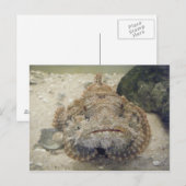 Alabama Sea Life #3 Postkarte (Vorne/Hinten)