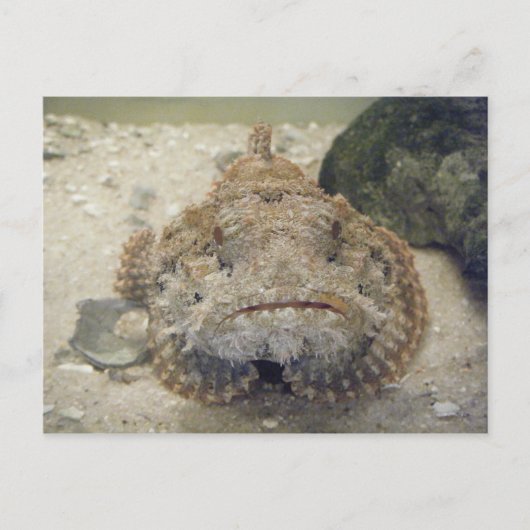 Alabama Sea Life #3 Postkarte (Vorderseite)