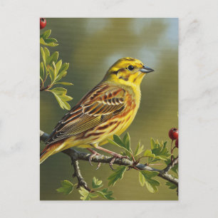 Alabama Staat Bird Yellowhammer Postkarte