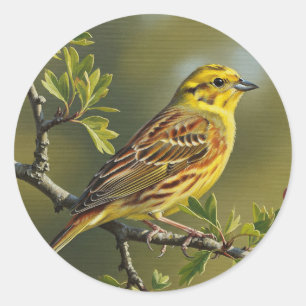 Alabama Staat Bird Yellowhammer Runder Aufkleber