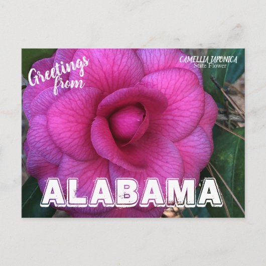 Alabama Staat Blume, Kamelien Postkarte (Vorderseite)