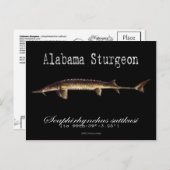 Alabama Sturgeon-Black-Postcard Postkarte (Vorne/Hinten)
