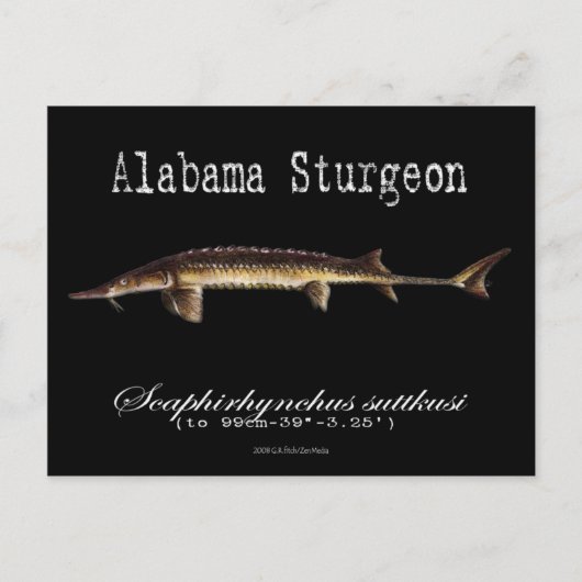 Alabama Sturgeon-Black-Postcard Postkarte (Vorderseite)