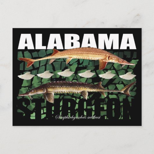 Alabama Sturgeon-Collage-Postcard Postkarte (Vorderseite)