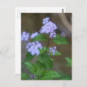 Alabama Wild Lavender Ageratum Wildblumen Postkarte (Vorne/Hinten)
