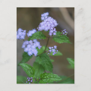 Alabama Wild Lavender Ageratum Wildblumen Postkarte
