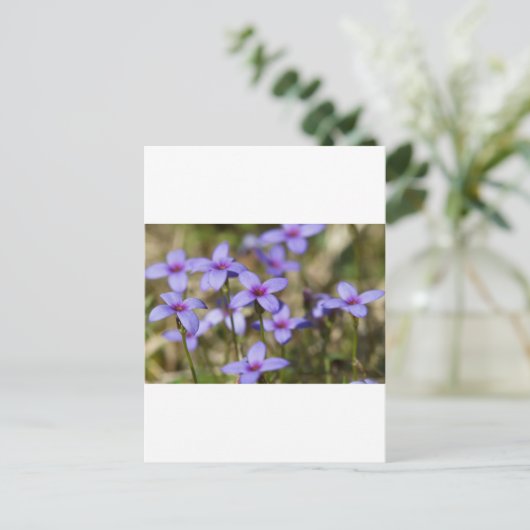 Alabama Wildblume Tiny Bluet - Houstonia pusilla Postkarte (Stehend Vorderseite)
