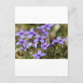 Alabama Wildblume Tiny Bluet - Houstonia pusilla Postkarte (Vorderseite)