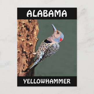Alabama Yellowhammer Postkarte