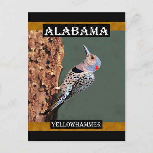 Alabama Yellowhammer Postkarte (Vorderseite)