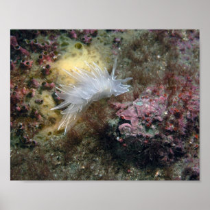 Alabaster-Nacktschnecke Poster