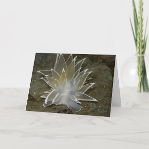 Alabaster Nudibranch (Dirona albolineata) - Card Feiertagskarte