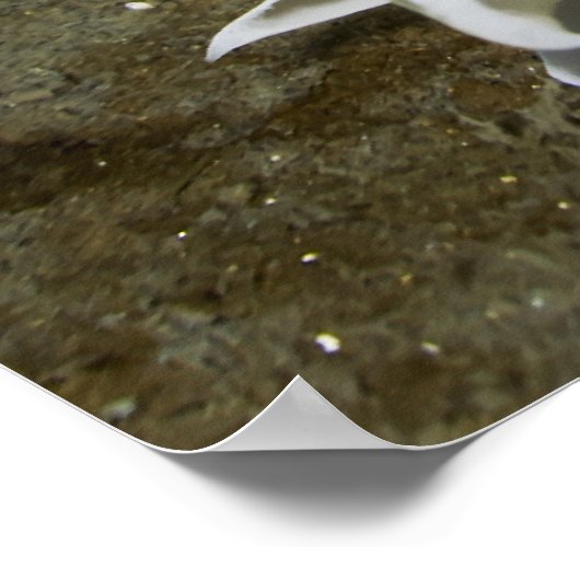 Alabaster NudiBranch (Dirona albolineata) Poster (Ecke)