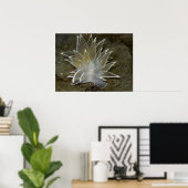 Alabaster NudiBranch (Dirona albolineata) Poster (Heimbüro)
