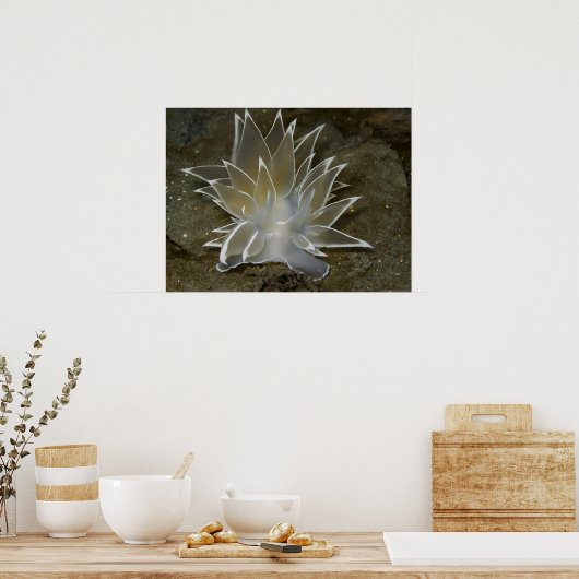 Alabaster NudiBranch (Dirona albolineata) Poster (Küche)