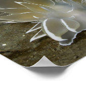 Alabaster NudiBranch (Dirona albolineata) Poster (Ecke)