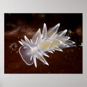 Alabaster NudiBranch - Kunstdrucke Poster