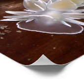 Alabaster NudiBranch - Kunstdrucke Poster (Ecke)