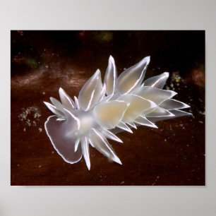 Alabaster NudiBranch - Kunstdrucke Poster