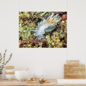 Alabaster NudiBranch - Kunstdrucken Poster (Küche)