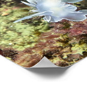 Alabaster NudiBranch - Kunstdrucken Poster (Ecke)