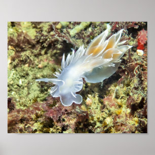 Alabaster NudiBranch - Kunstdrucken Poster