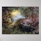 Alabaster NudiBranch Poster (Vorne)
