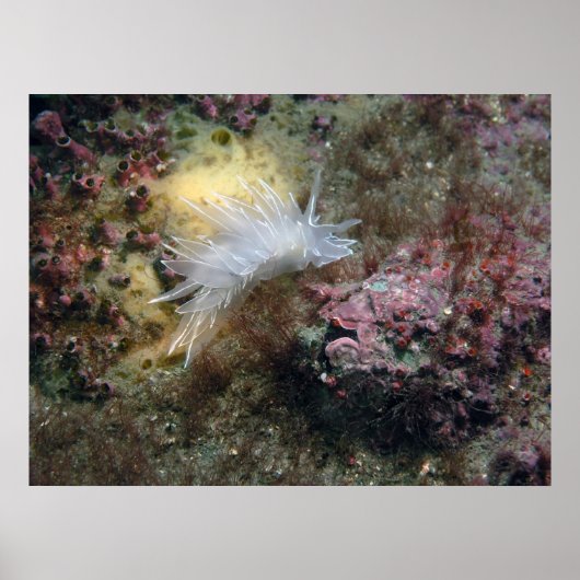 Alabaster NudiBranch Poster (Vorne)