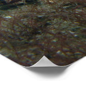 Alabaster NudiBranch Poster (Ecke)