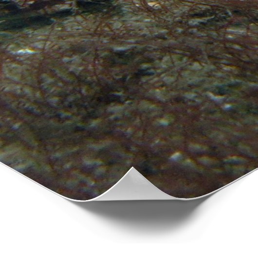 Alabaster NudiBranch Poster (Ecke)