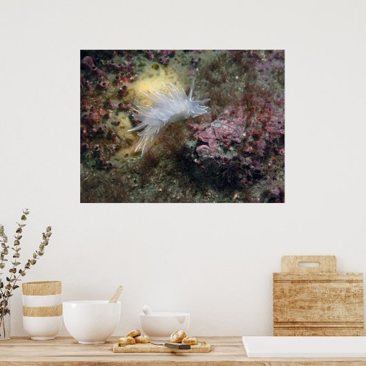 Alabaster NudiBranch Poster (Küche)