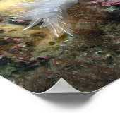Alabaster NudiBranch Poster (Ecke)