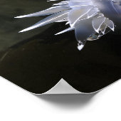 Alabaster NudiBranch Poster (Ecke)